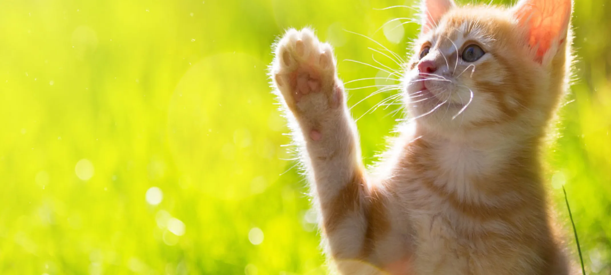 Orange tabby kitten playing on a grassy sunny field and reaching out for a butterfly flying.